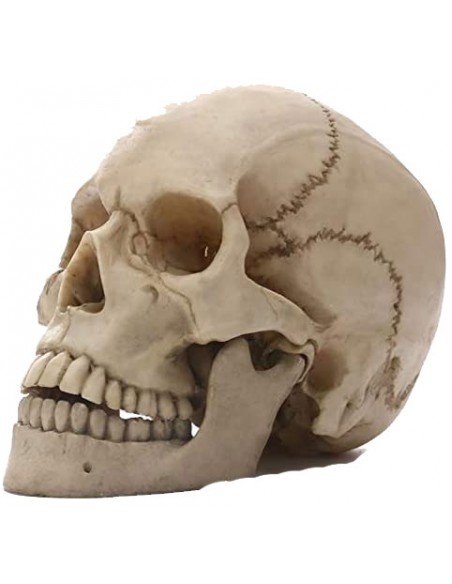 Crâne cabinet de réflexion