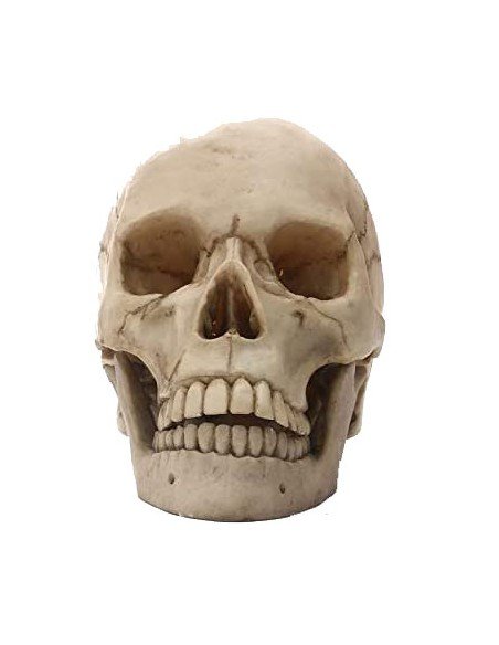 Crâne cabinet de réflexion