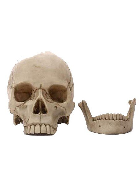 Crâne cabinet de réflexion